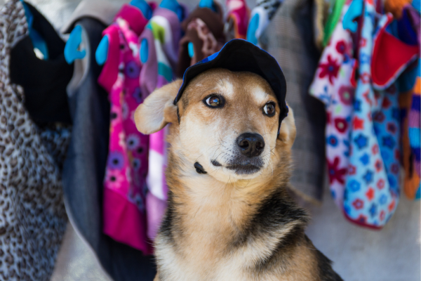 Design de roupas exclusivas para cães utilizando técnicas de costura criativa