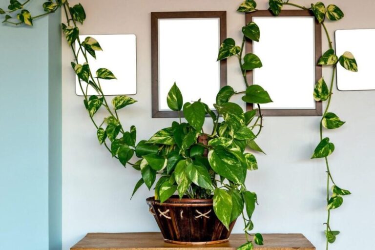 Planta Jiboia Como Cuidar, Decorar e Fazer Mudas